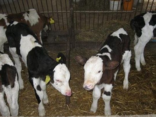 Horrendalne kary! 15 tys. zł za dzień spóźnienia