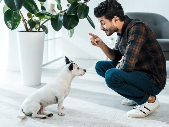 Hotel dla psów Gdańsk. Jak wybrać najlepsze miejsce dla swojego pupila Hotel dla psów Gdańsk. Jak wybrać najlepsze miejsce dla swojego pupila