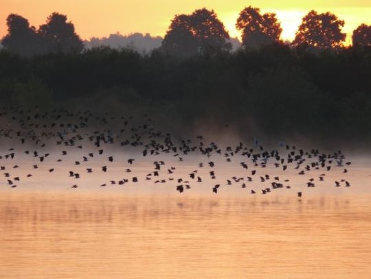 Idzie zima, ptaki – w odlocie i na żerowisku