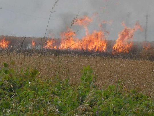 III stopień zagrożenia pożarowego w lasach
