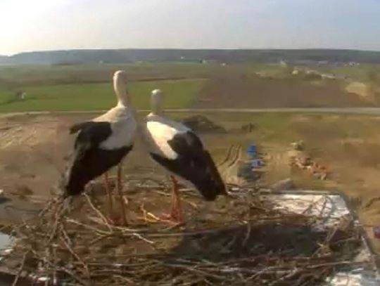 „Internetowe” bocianie gniazdo