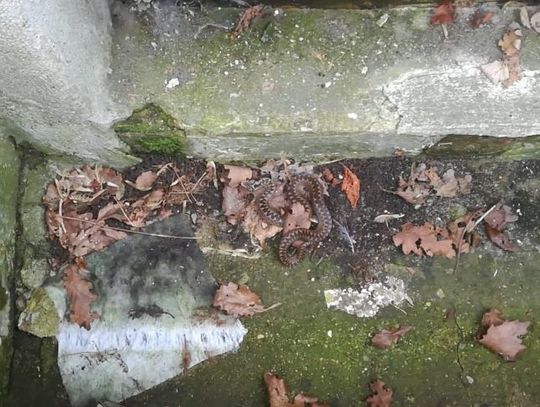 Jadowita żmija na gdyńskim osiedlu 