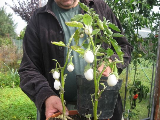 Jajka na krzaku? Co „wyhodował" mieszkaniec Zblewa?