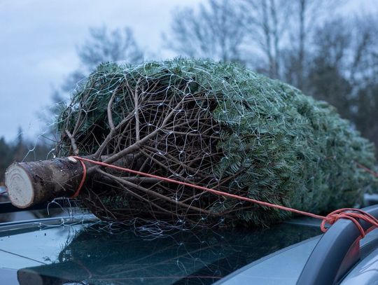 Jak bezpiecznie przewieźć choinkę?