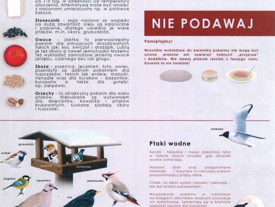 Jak dokarmiać ptaki zimą?