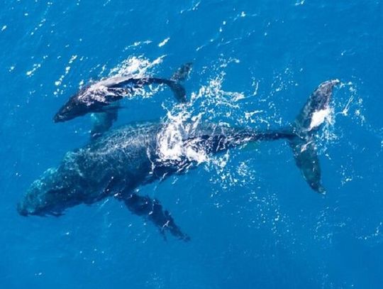 Jak działają drony podwodne?