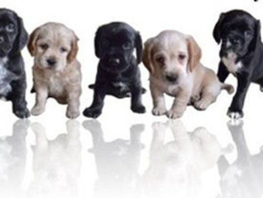 Jak odnaleźć zagubionego psa?