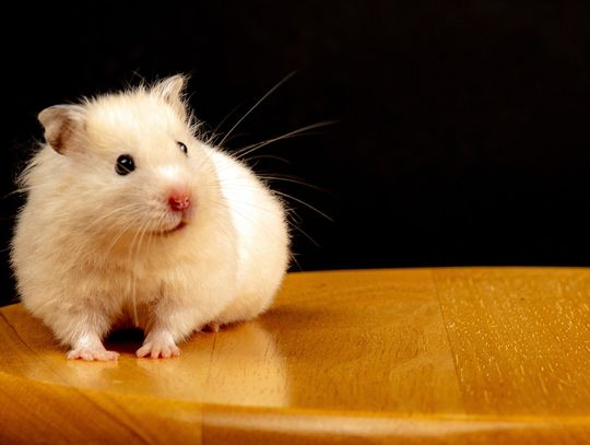 Jak urządzić klatkę dla gryzonia?