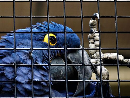 Jak wybrać klatkę dla papugi według gatunki i wielkości ptaka