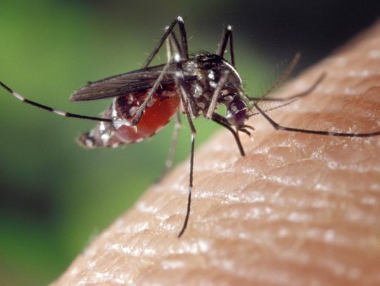 Jak zabezpieczyć wnętrze przed komarami? Postaw na skuteczną ochronę!