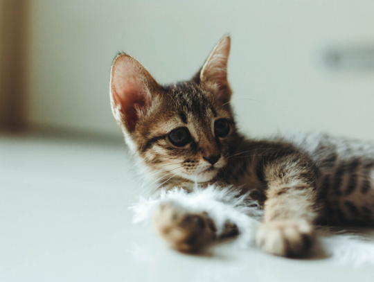 Jak zapewnić radość i komfort swojemu kotu?