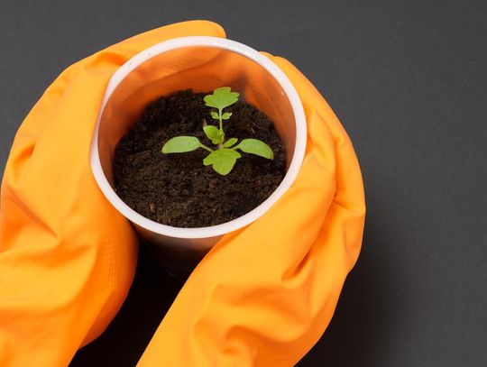 Kaptury ochronne na rośliny – kiedy i dlaczego warto je stosować?