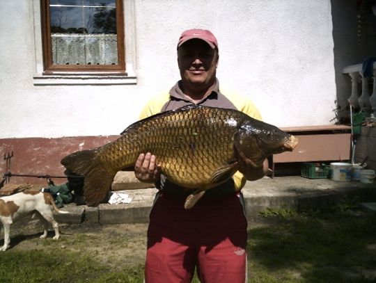 Karp-kolos dał się złapać. 22 kg, 91 cm