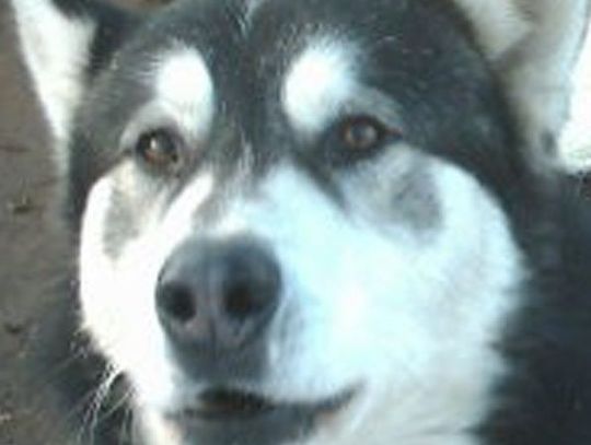 Kijem w głowę. Zabił swojego psa, wrzucił go do dołu i przysypał słomą 