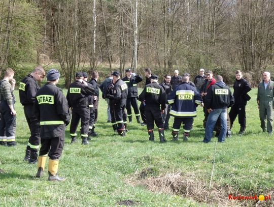 Kilkadziesiąt osób szukało zagubionych krów. Ogromna akcja poszukiwawcza w lasach