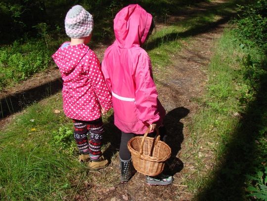 Kleszcze, larwy tasiemca na jagodach i barszcz Sosnowskiego