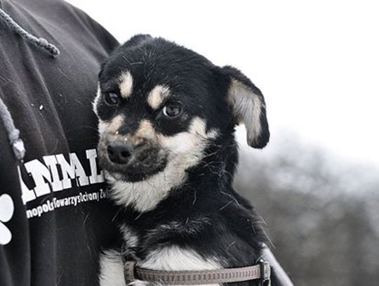 Kobieta trzymała 30 zdziczałych psów w mieszkaniu. Zwierzęta są już bezpieczne 