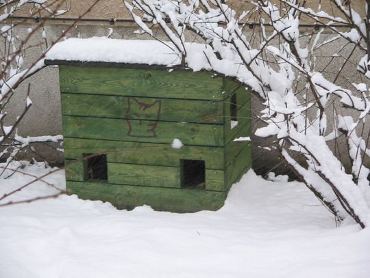 Kocie domki - dla bezdomnych na zimę