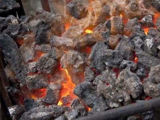 Koksowniki na ulicach Gdańska