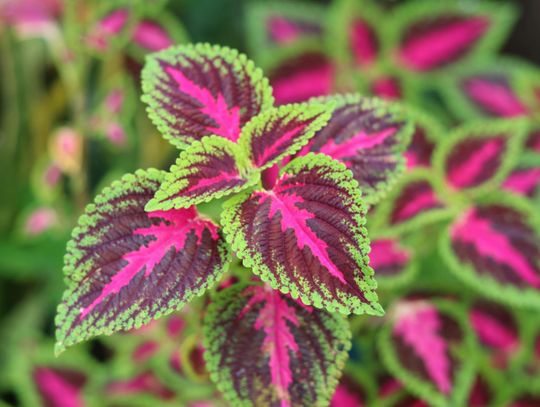 Koleus w ogrodzie - jak sadzić i pielęgnować?