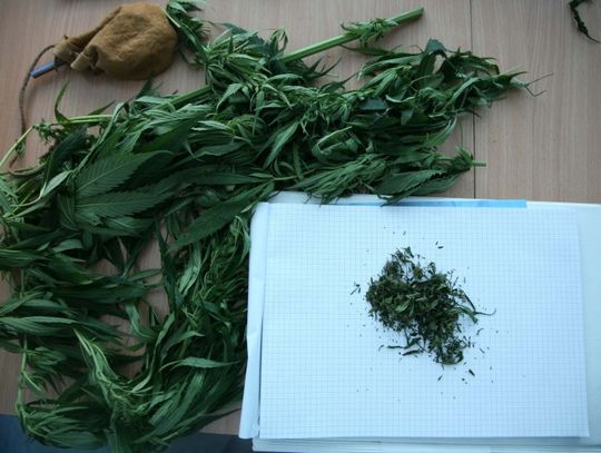 Konopie na działkach ogrodniczych i w lesie