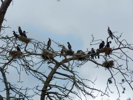 Kormorany udręką dla rybaków i leśników