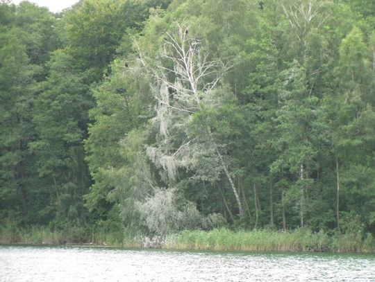 Kormorany zamieszkały nad jeziorem Kucki
