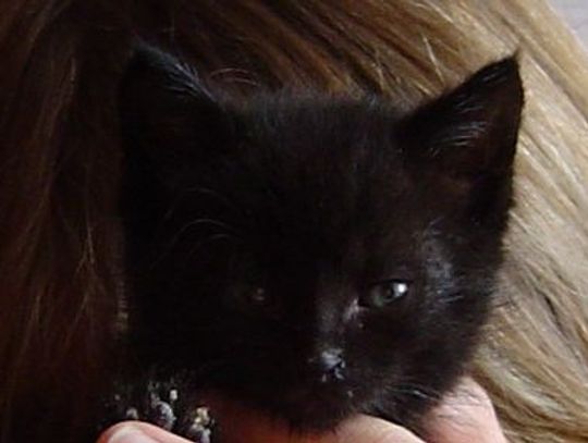 Kotem w betonową ścianę