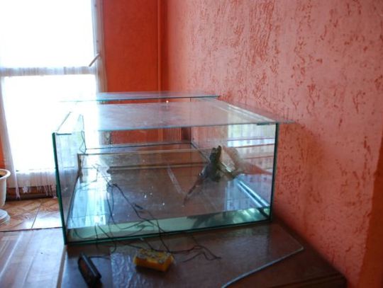 Krokodyl domowy - rzadki podarunek - bez pozwolenia?