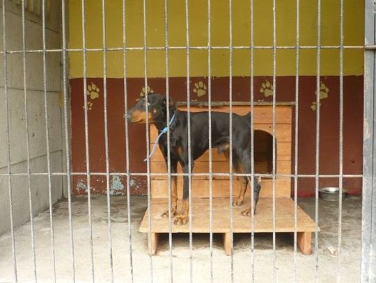 Krótkotrwała miłości do zwierząt. Pieski bez wakacji