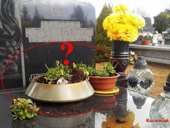 Kto zjada kwiaty na cmentarzu? Głodna zwierzyna leśna problemem na Łapiszewie