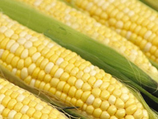 Kukurydza skusiła złodzieja