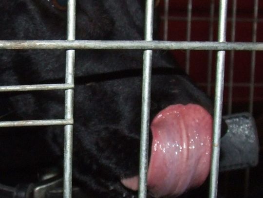 „Kupując, pomagasz”. Posiłki dla psów i kotów