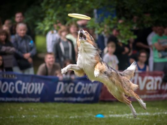 Latające psy w Sopocie