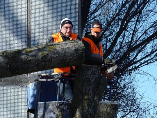 Listopadowe ciecia pielęgnacyjne drzew. Usuną gałęzie suche, połamane i chore