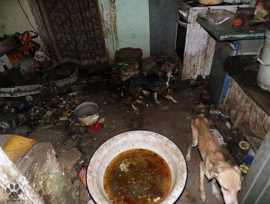 Losy psów łańcuchowych. Po sześciu latach psiak wyszedł na wolność