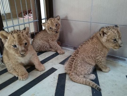 Lwia rodzina się powiększa