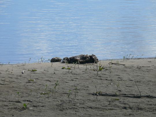 Makabryczne odkrycie pod Opaleniem. Kamień do szyi i po sprawie?