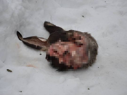 Makabryczne znalezisko na leśnej drodze