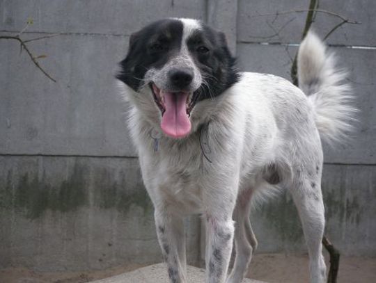 Mapa porządku w Internecie - donosy na wałęsające się psy