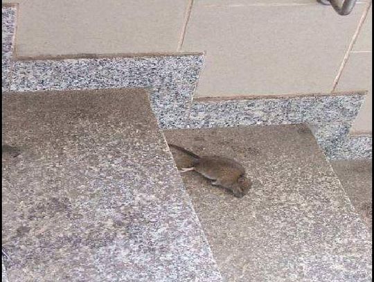 Martwy szczur znaleziony przez NIK na dworcu