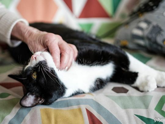 Masz w domu kota? Miasto zapłaci za jego sterylizację lub kastrację