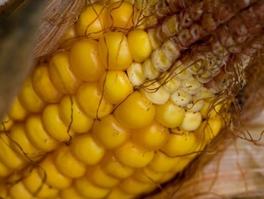 Miał być węgiel, będzie sieczka kukurydzy. Ekologiczna inwestycja już w 2012 r.?