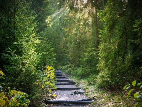 Międzynarodowy Dzień Lasu – Trójmiejski Park Krajobrazowy