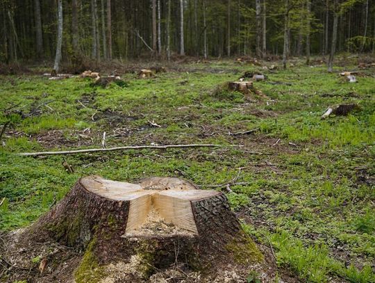 Mierzeja Wiślana z ekspresową wycinką drzew pod budowę kanału