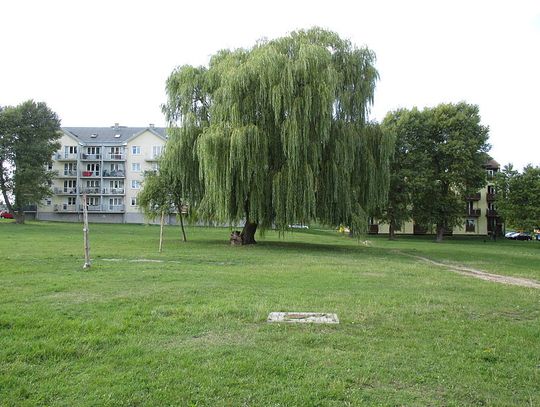 Mieszkańcy chcą zieleni, nie chcą betonu! Ale będzie beton zamiast parku. Uwagi mieszkańców zignorowano