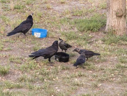 Mieszkańcy stolicy Kociewia i starogardzcy restauratorzy pomagają zwierzętom przetrwać upały