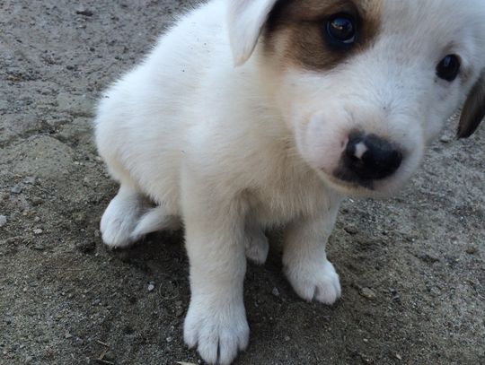 Mieszkańcy znaleźli siedem psiaków. Już mają dom!