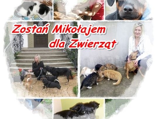 Mikołajki dla zwierząt
