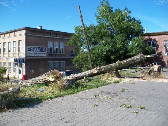 Milion na wycinkę 217 drzew. Drogo i goło - komu wesoło?